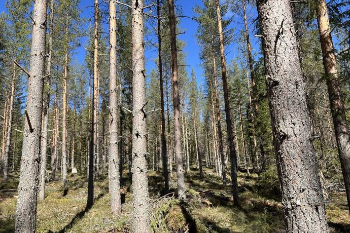 Gård/skog på Torrvål 13:5 Orsa kommun - bild 3