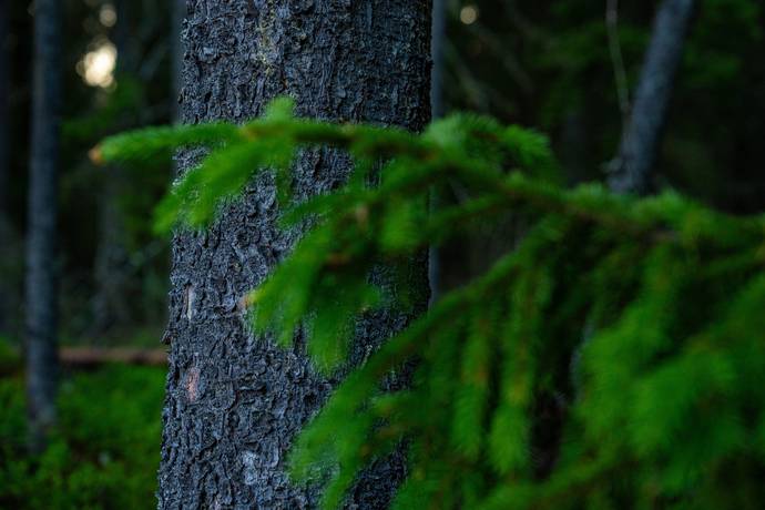 gård/skog på Brattbäcken Hoting, Strömsunds kommun - bild 4