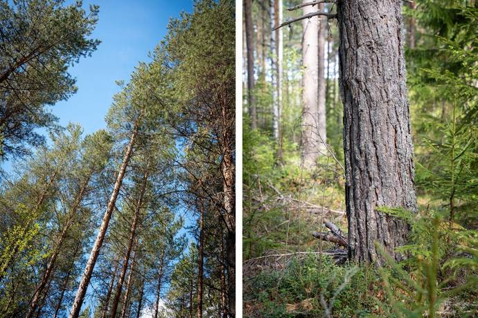 Gård/skog på Edsmon 151 Sollefteå kommun - bild 31