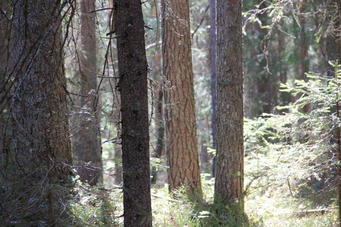 Gård/skog på Ale Ale Luleå kommun - bild 25
