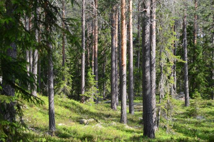 gård med skogsbruk på Backa-Fädbodskog Svärdsjö, Falu kommun - bild 1
