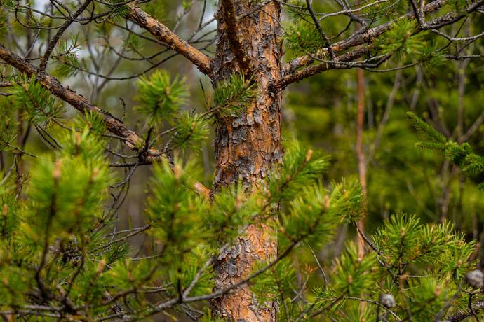 Söderhögen, Rätan, Bergs kommun