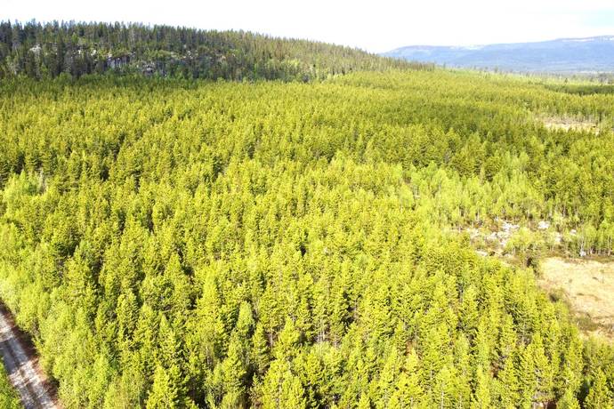 gård med skogsbruk på Arjeplog Arjeplogs Skolbord 1:5 Arjeplog, Arjeplogs kommun - bild 4