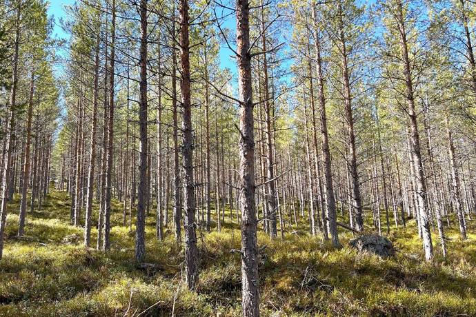 Gård/skog på Torrvål 13:5 Orsa kommun - bild 11