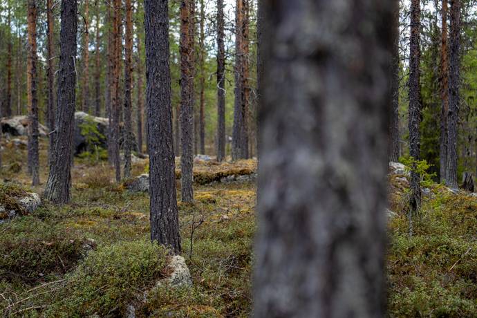 Gård/skog på Gargnäs 1:5 Sorsele Sorsele kommun - bild 2