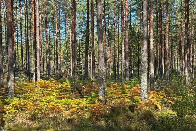 Tomasbo/Ställberget, Riddarhyttan, Skinnskattebergs kommun