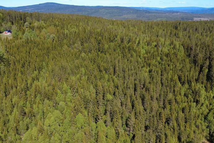 Gård med skogsbruk på Aspberget  Torsby kommun - bild 7