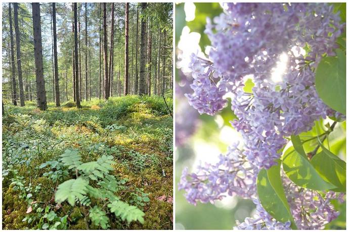 7 rum Gård/skog på Odensjö-Hyltan 1 Småland Ljungby kommun - bild 58