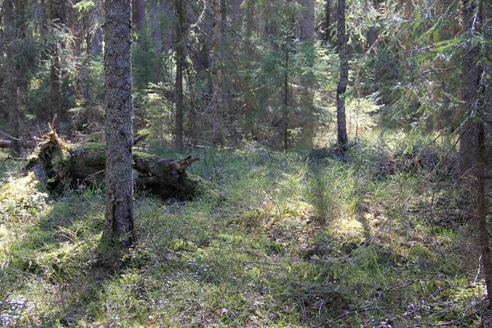 Gård/skog på Ale Ale Luleå kommun - bild 18