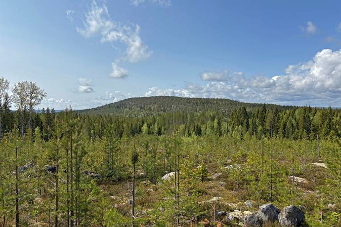 Vännäs, Vännäs kommun