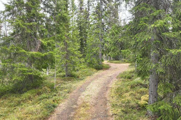 Gård med skogsbruk på HÄRJEDALEN HÅN 9:13, 14:6, 14:7 Vemhån Härjedalens kommun - bild 20