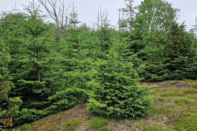 Gård med jordbruk på Trulshärad 8151 Önneköp Hörby kommun - bild 17