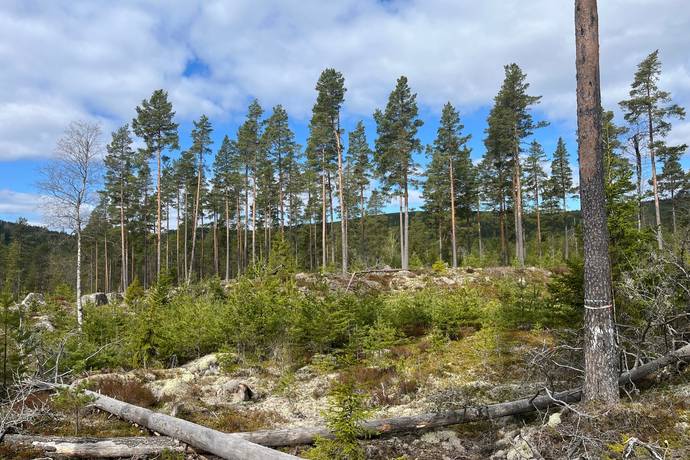 Gård med skogsbruk på Leksand Ytteråkerö 21:21 Björberget Leksands kommun - bild 22