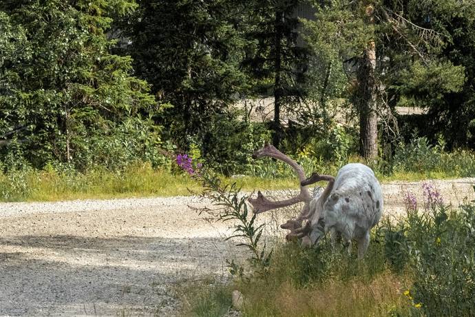 5 rum Fritidshus på Dvärgvidestigen 18 Storhogna Bergs kommun - bild 18