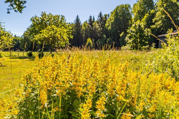 gård/skog på Ribbingelund Hålldammen Ärla, Eskilstuna kommun - bild 4