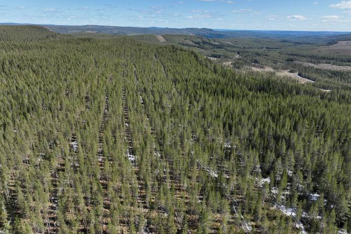 Gård/skog på Torrvål 13:5 Orsa kommun - bild 18