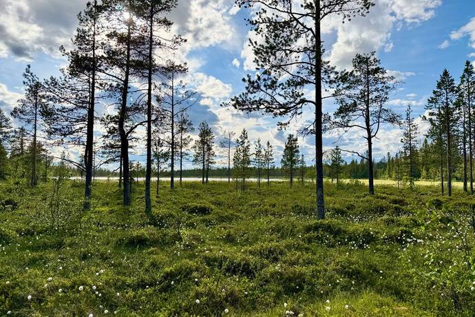 Gård med skogsbruk på HÄRJEDALEN HÅN 9:13, 14:6, 14:7 Vemhån Härjedalens kommun - bild 9
