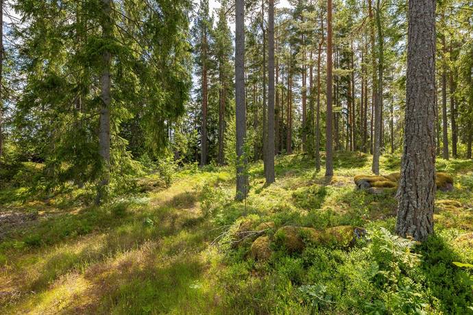 gård/skog på Nästeshult 1:20 Gissebo, Västerviks kommun - bild 3