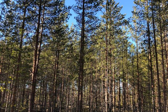gård med skogsbruk på Ovanmejdan Björbo, Gagnefs kommun - bild 5