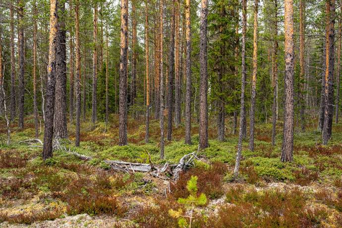 Gård/skog på Nederhögen Bergs kommun - bild 7