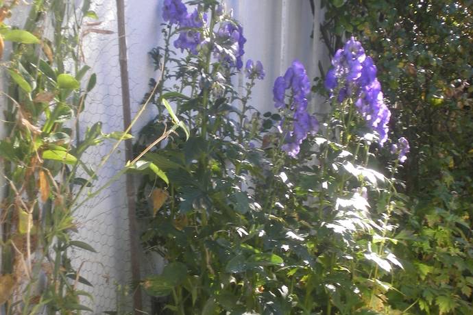 6 rum villa på Hamngatan 5 Skillinge, Simrishamns kommun - bild 4