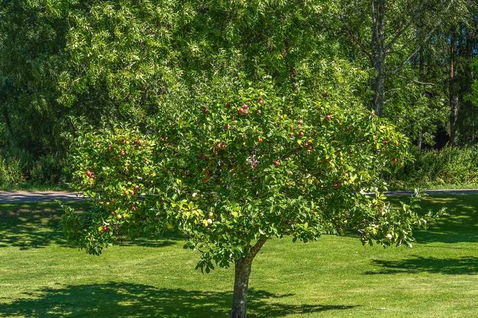 5 rum Villa på Svanvik Fridhem 2 Svanvik Karlsborgs kommun - bild 37