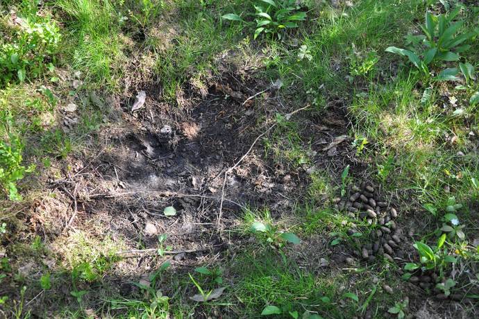 gård med skogsbruk på Tillväxtfastighet i Penttäjä Penttäjä, Övertorneå kommun - bild 4