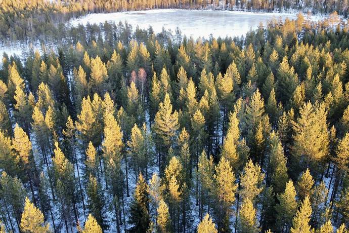 Gård med skogsbruk på Nya Ånäset Bygdeå Robertsfors kommun - bild 7