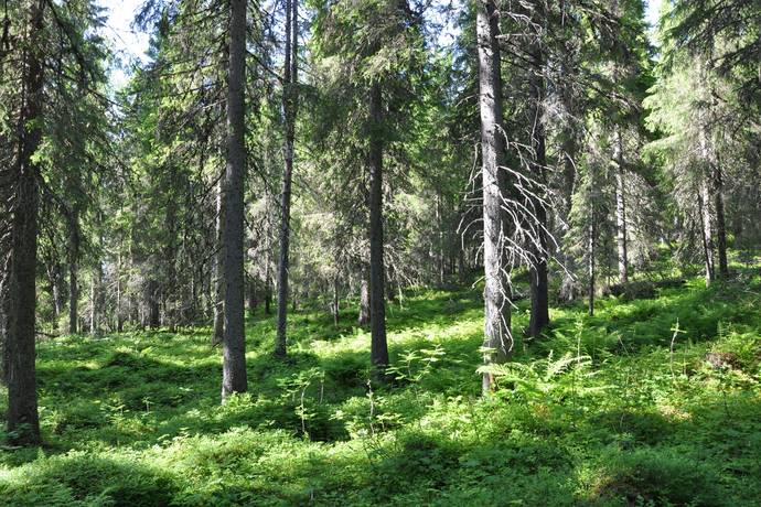 gård med skogsbruk på Tillväxtfastighet i Penttäjä Penttäjä, Övertorneå kommun - bild 1