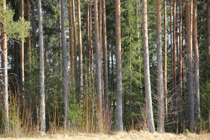 Gård/skog på Lillpite Piteå kommun - bild 3