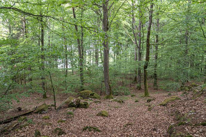 Tomt på Tormestorp Tormestorp Hässleholms kommun - bild 5