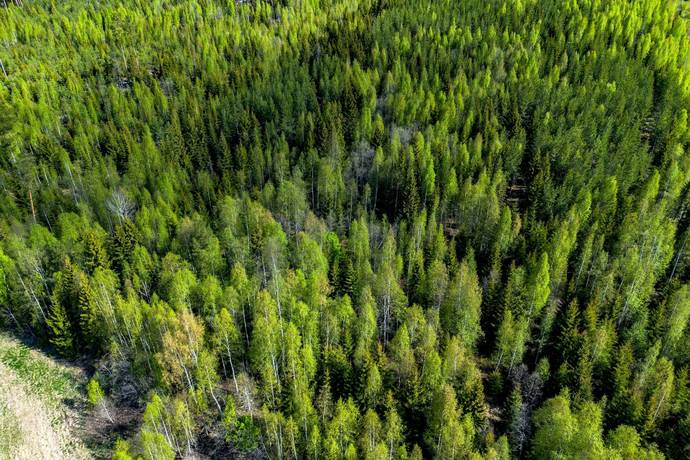 Gård/skog på Edsmon 151 Sollefteå kommun - bild 38