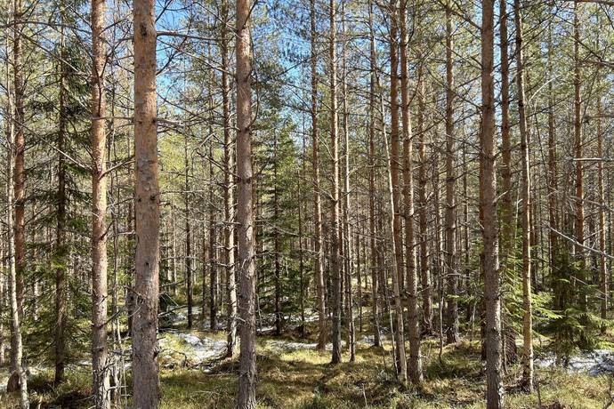 Gård/skog på Torrvål 13:5 Orsa kommun - bild 9