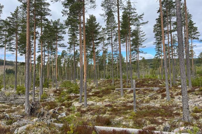 Gård med skogsbruk på Leksand Ytteråkerö 21:21 Björberget Leksands kommun - bild 12