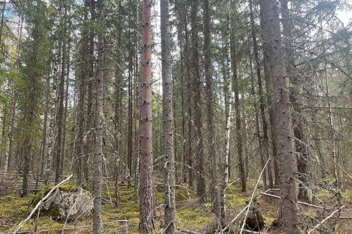 Gård med skogsbruk på Leksand Ytteråkerö 21:21 Björberget Leksands kommun - bild 21