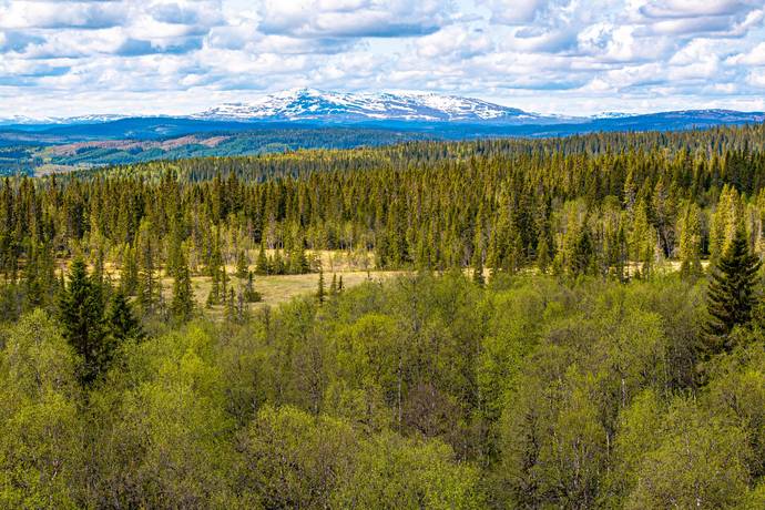 gård/skog på Jäppsta Offerdal, Krokoms kommun - bild 2
