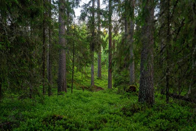 gård/skog på Brattbäcken Hoting, Strömsunds kommun - bild 3