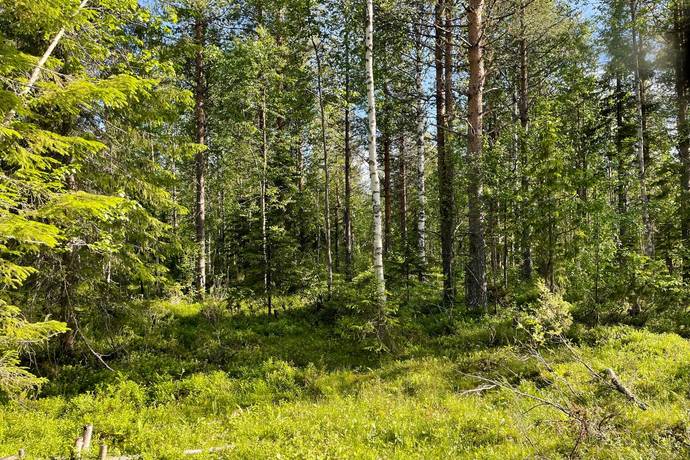 gård med skogsbruk på Tillväxtfastighet i Penttäjä Penttäjä, Övertorneå kommun - bild 5