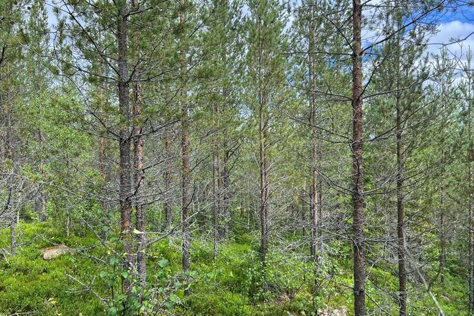 gård/skog på Åkra 16:7 Lima, Malung-Sälens kommun - bild 5