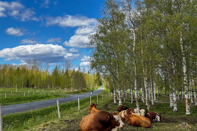 Gård/skog på Välskött Produktionslantbruk i Jämtland Åre kommun - bild 43