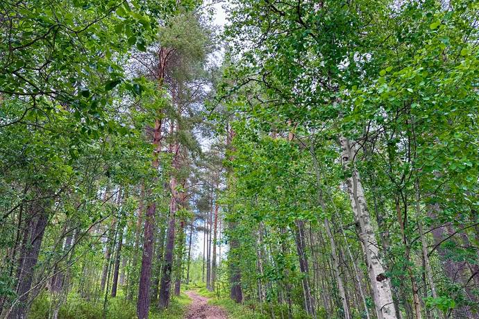 Gård/skog på Glissjöberg 715 Härjedalens kommun - bild 32