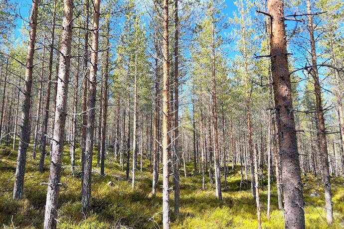 Gård/skog på Torrvål 13:5 Orsa kommun - bild 12