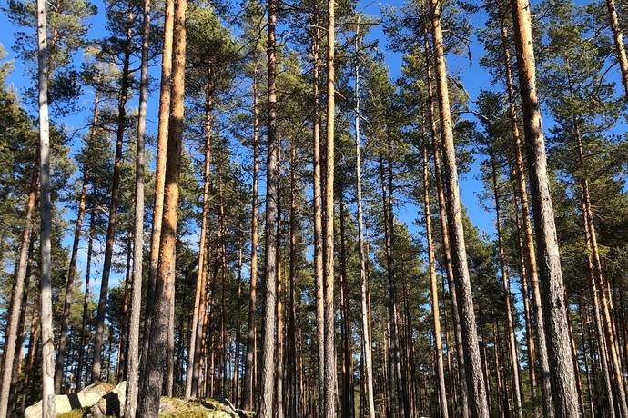 gård med skogsbruk på Ovanmejdan Björbo, Gagnefs kommun - bild 2