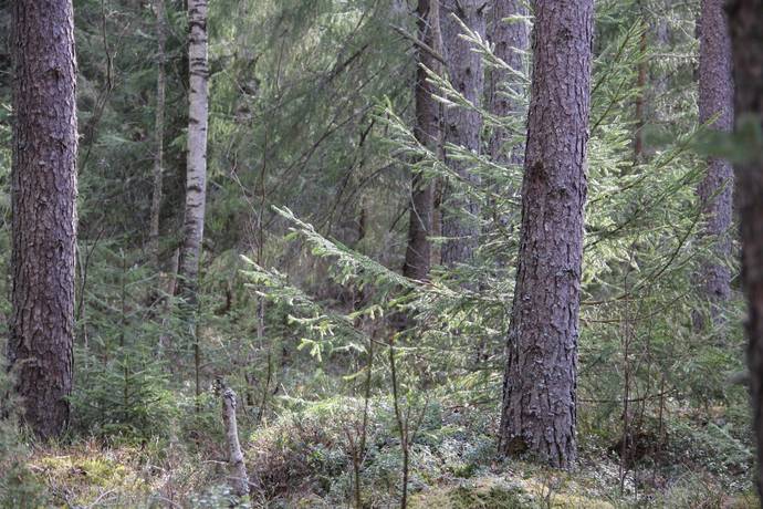 Gård/skog på Lillpite Piteå kommun - bild 7