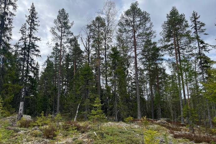 Gård med skogsbruk på Leksand Ytteråkerö 21:21 Björberget Leksands kommun - bild 19