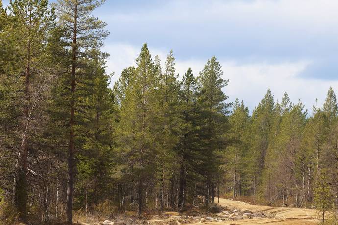 Gård med skogsbruk på HÄRJEDALEN HÅN 9:13, 14:6, 14:7 Vemhån Härjedalens kommun - bild 34