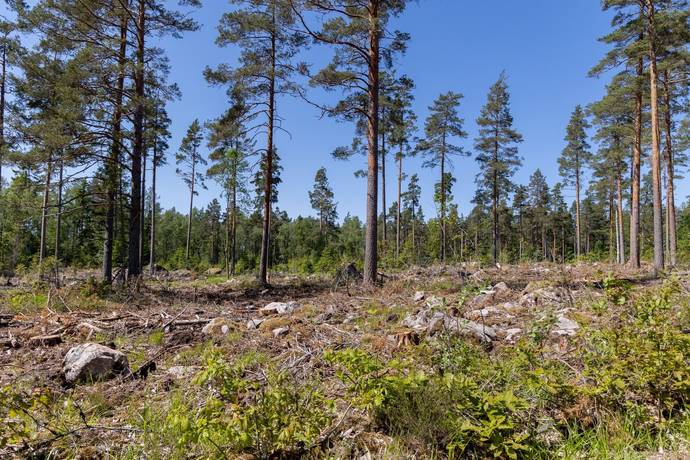 8 rum Gård med skogsbruk på Baggetorpskvarn Äspemåla 1 Äspemåla Oskarshamns kommun - bild 7