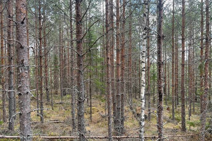 Gård med skogsbruk på Leksand Ytteråkerö 21:21 Björberget Leksands kommun - bild 28