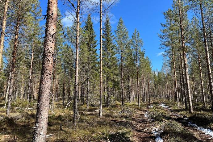 Gård/skog på Torrvål 13:5 Orsa kommun - bild 2