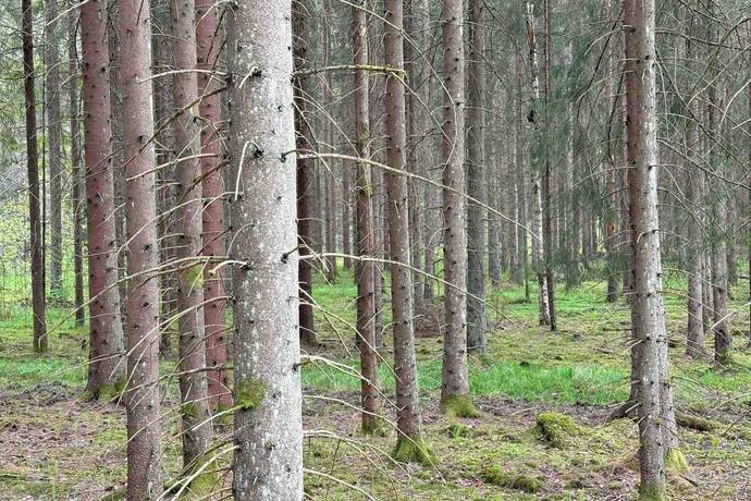 Gård med skogsbruk på Stenkällegården 1 Tiveden Karlsborgs kommun - bild 77